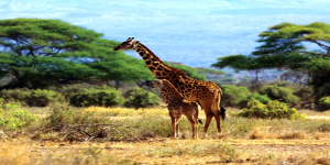 5 Days: Queen Elizabeth National Park Safaris 