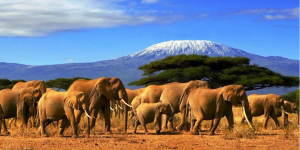 2 Days: Amboseli National Park 